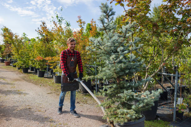 Best Hazardous Tree Removal  in Mckees Rocks, PA