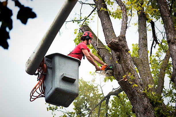 Best Tree and Shrub Care  in Mckees Rocks, PA